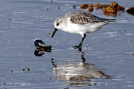 Sanderling