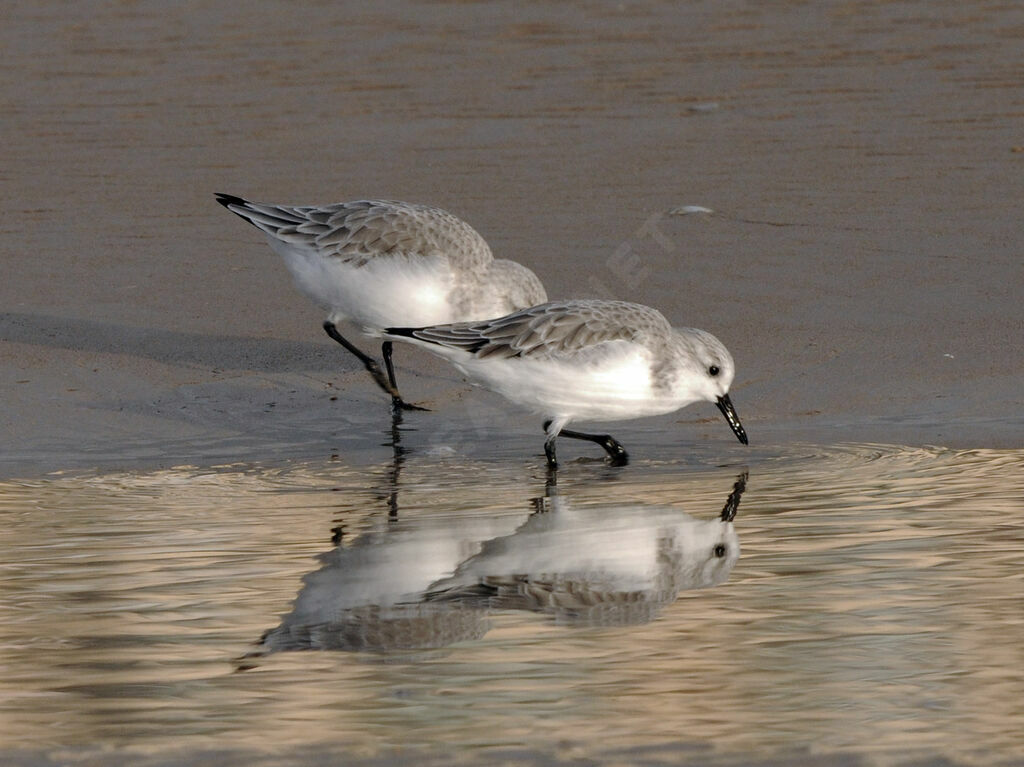 Bécasseau sanderling