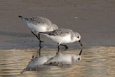 Bécasseau sanderling