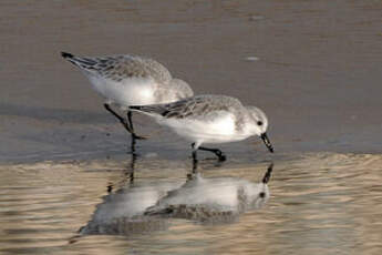 Bécasseau sanderling