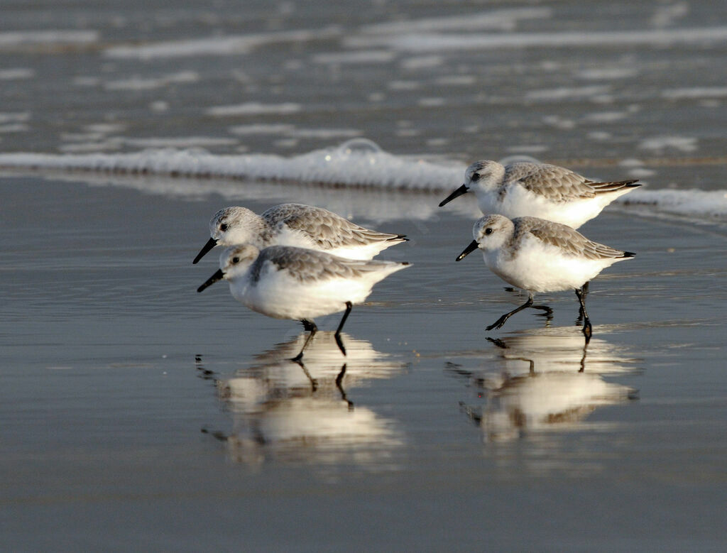 Sanderling