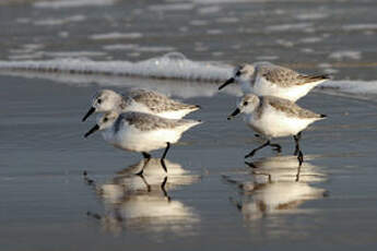 Bécasseau sanderling