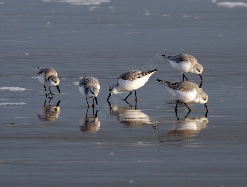 Sanderling