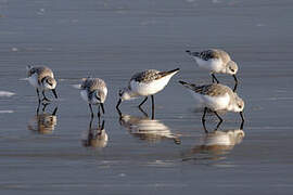 Bécasseau sanderling