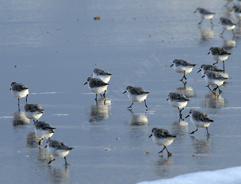 Sanderling