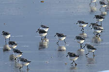 Bécasseau sanderling