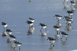 Bécasseau sanderling