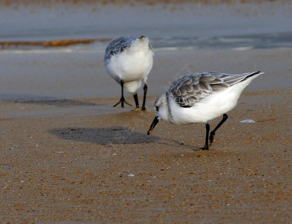 Sanderling