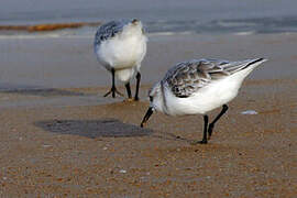 Bécasseau sanderling