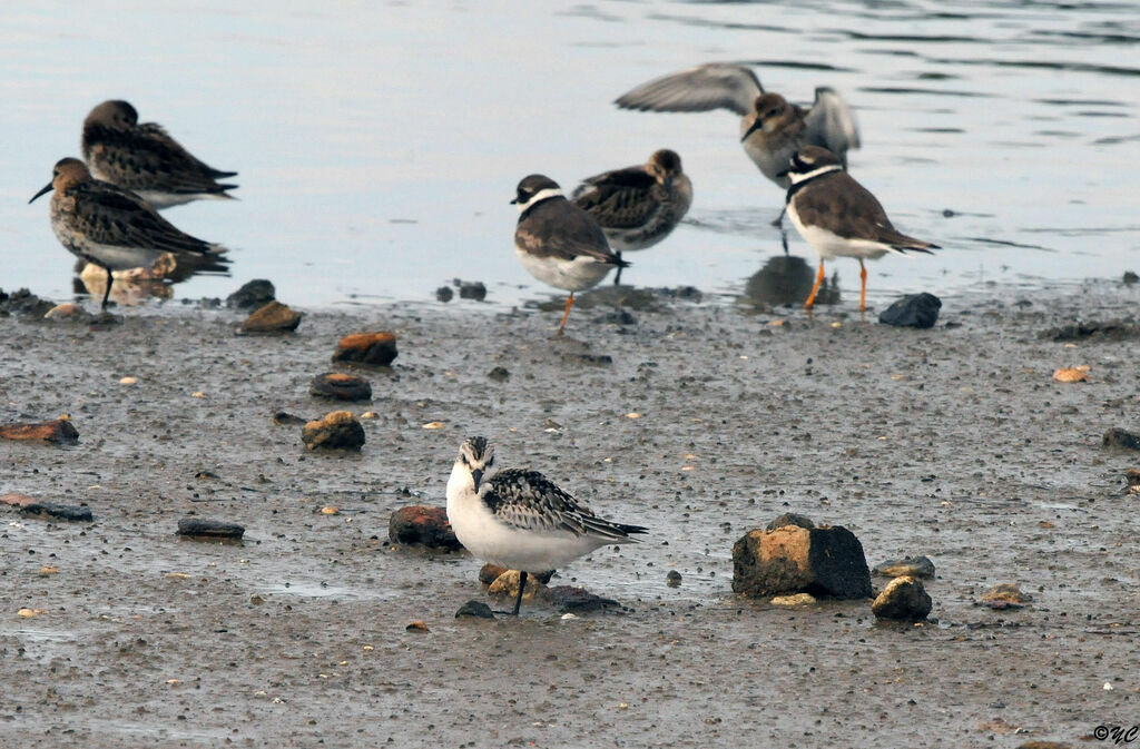 Bécasseau sanderling