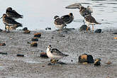 Bécasseau sanderling