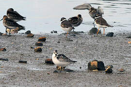 Bécasseau sanderling