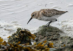 Dunlin