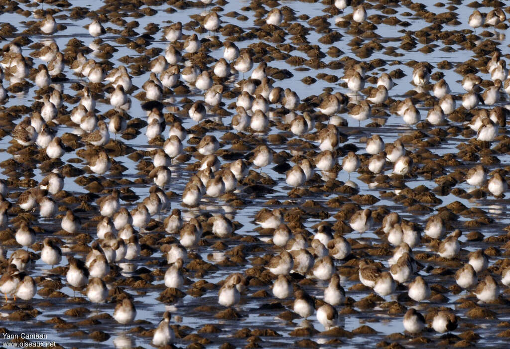 Dunlin, Behaviour