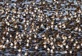 Dunlin