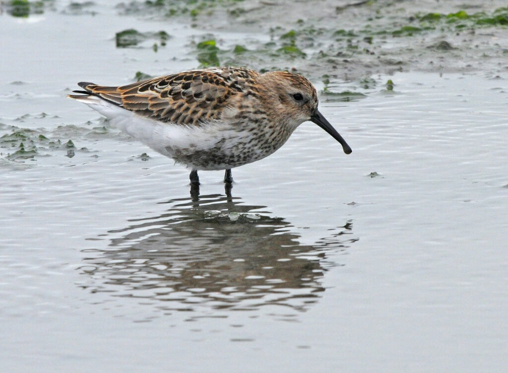 Dunlin