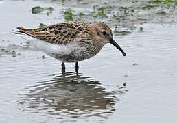 Dunlin