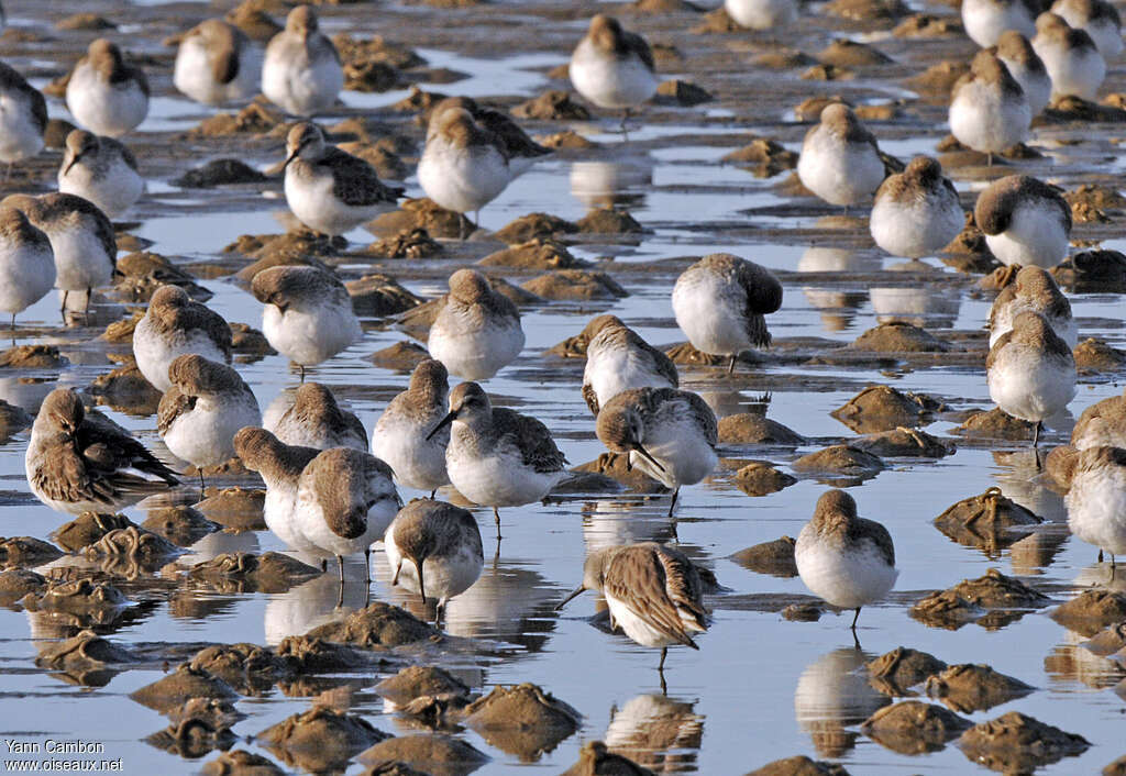 Dunlin, Behaviour