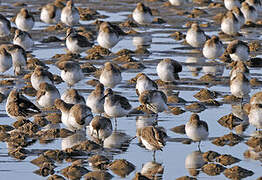 Dunlin