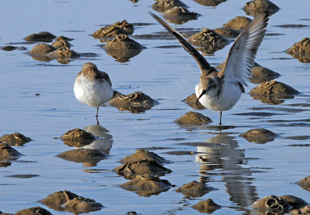 Bécasseau variable