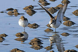 Dunlin