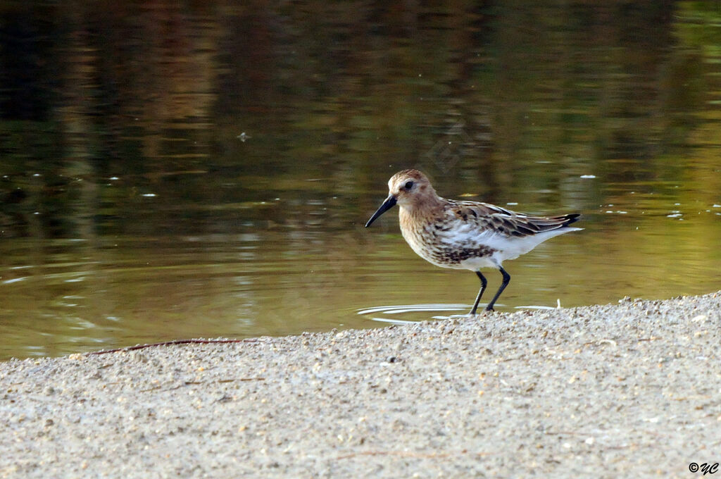 Bécasseau variable