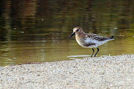 Bécasseau variable