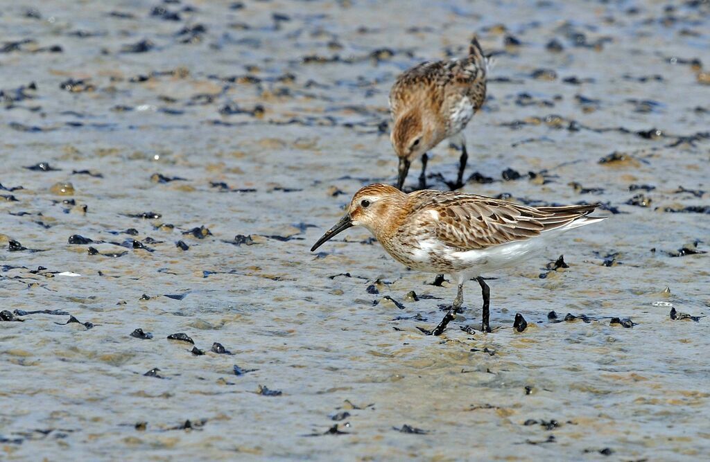 Bécasseau variable