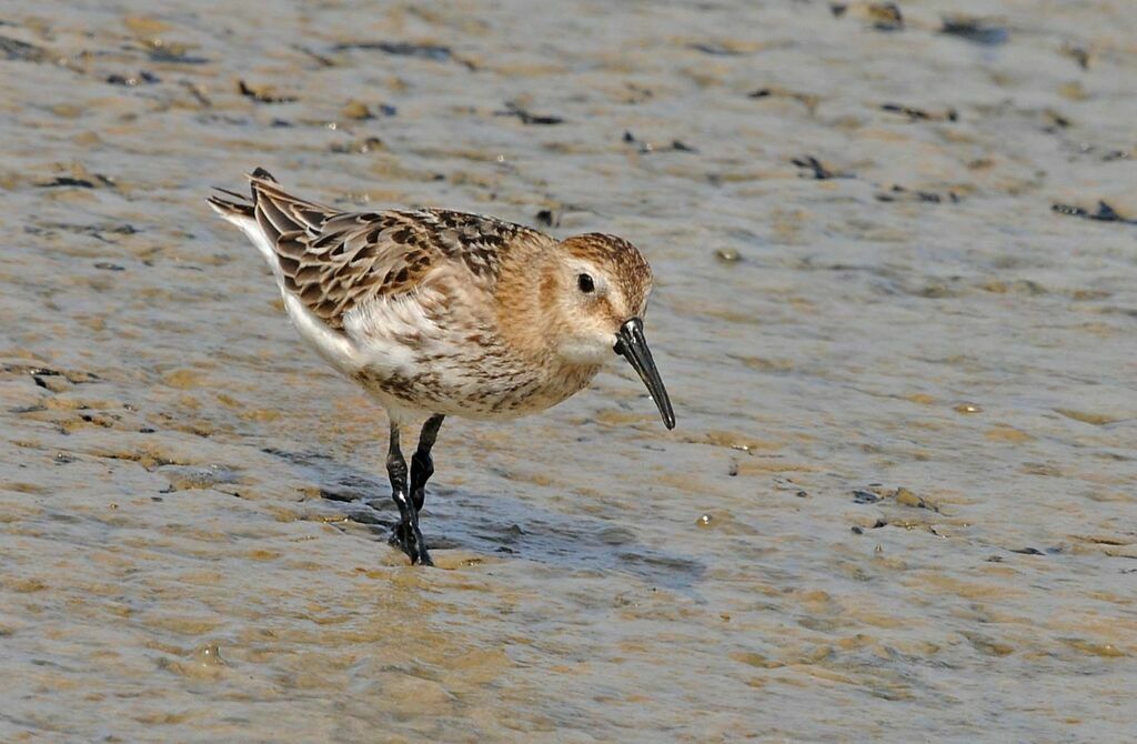 Dunlin