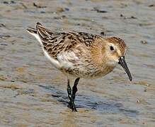 Dunlin