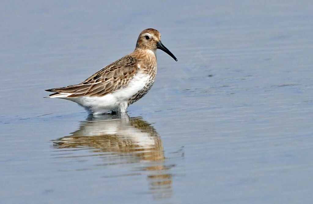 Dunlin