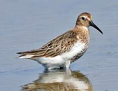 Dunlin