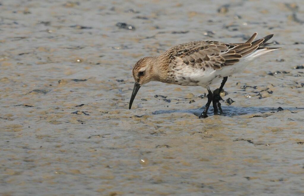 Dunlin