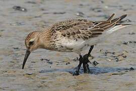 Dunlin