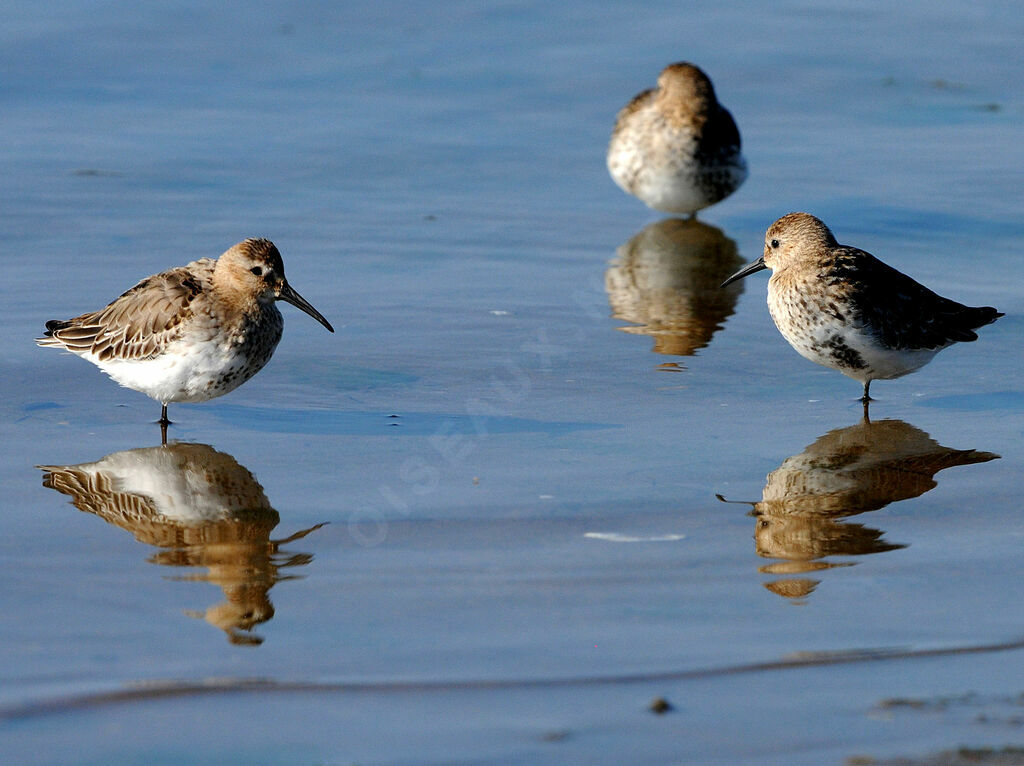 Bécasseau variable