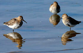 Dunlin