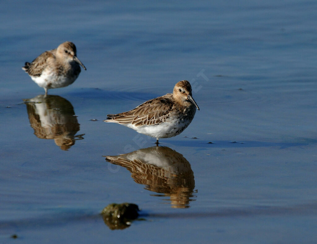 Dunlin