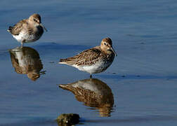 Dunlin