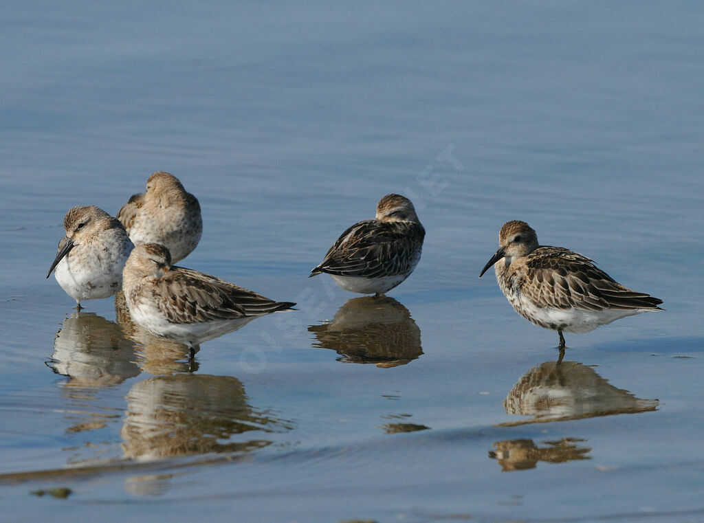 Dunlin