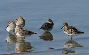 Dunlin