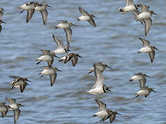 Dunlin