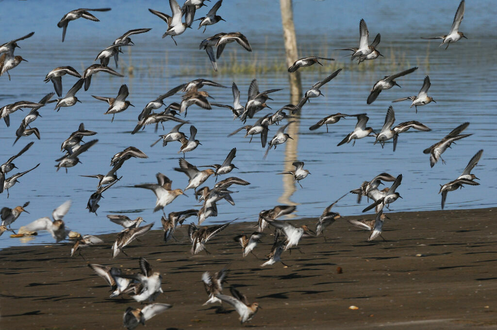 Bécasseau variable