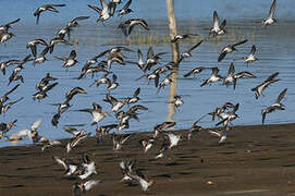 Dunlin