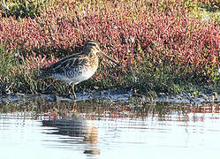 Common Snipe