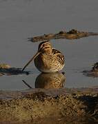 Common Snipe