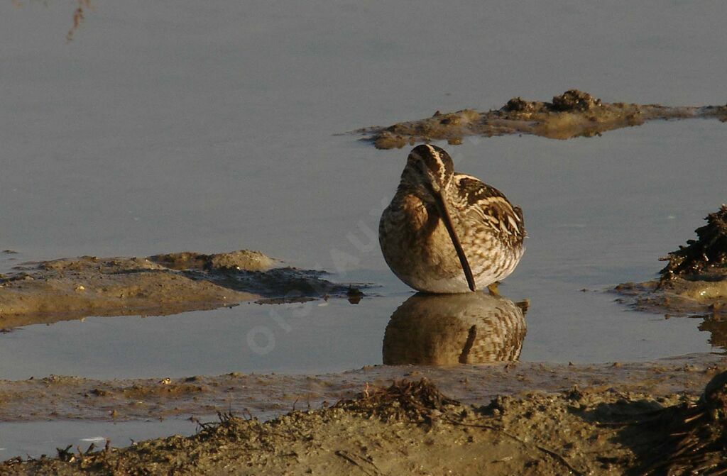 Common Snipe