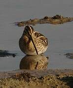 Common Snipe