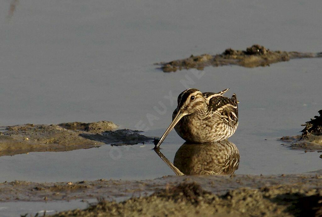 Common Snipe