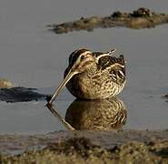 Common Snipe