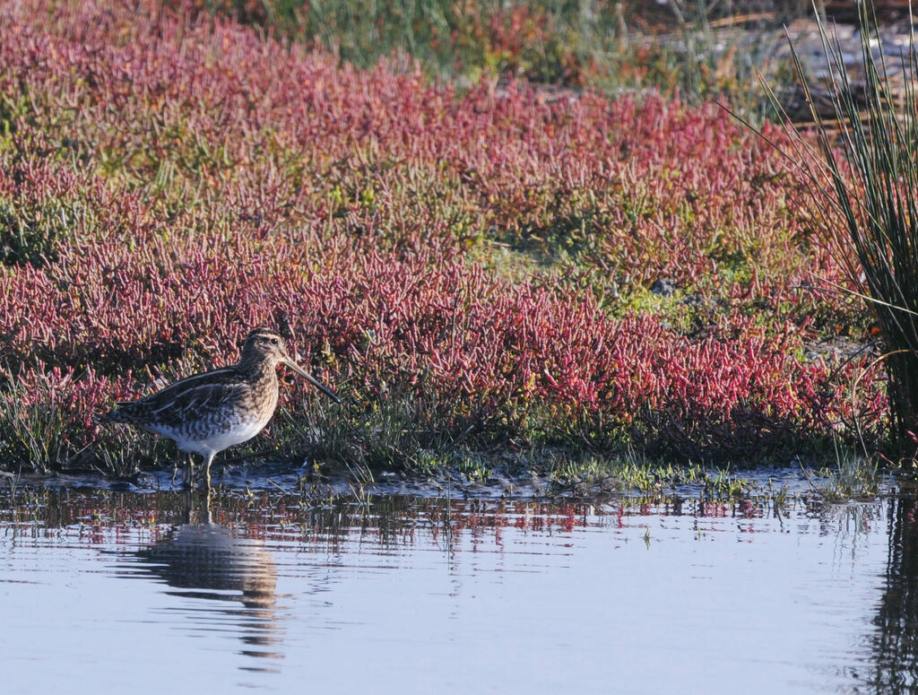 Common Snipe